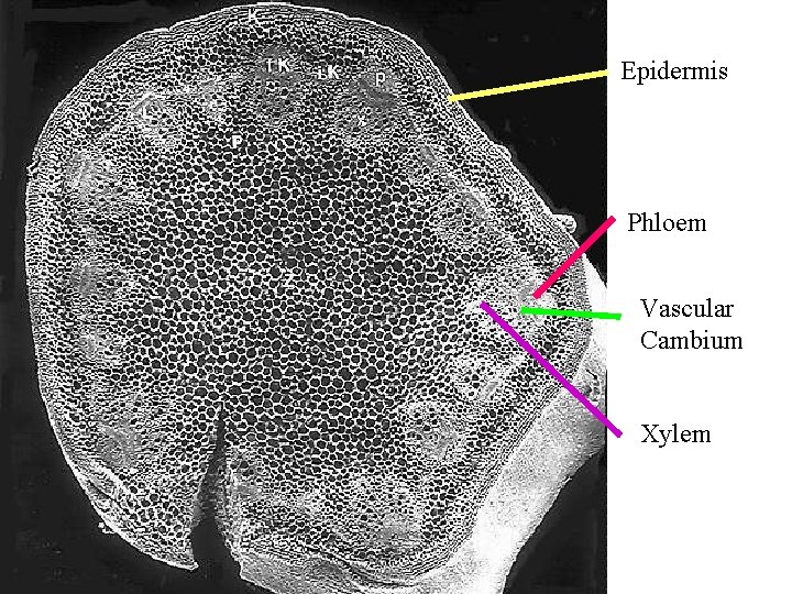 Epidermis Phloem Vascular Cambium Xylem 