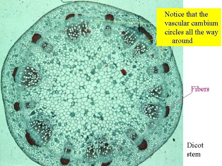  Notice that the vascular cambium circles all the way around Fibers Dicot stem