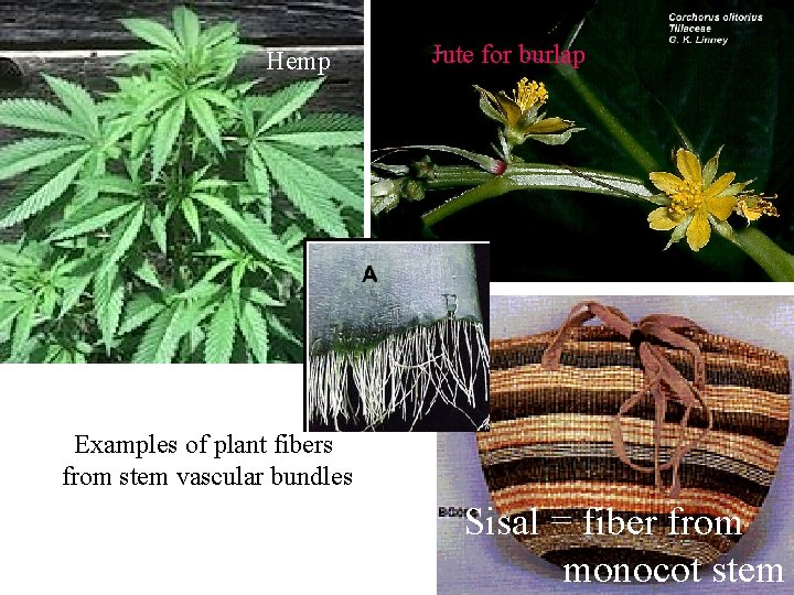 Hemp Jute for burlap Examples of plant fibers from stem vascular bundles Sisal =