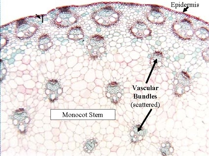 Epidermis Vascular Bundles (scattered) Monocot Stem 