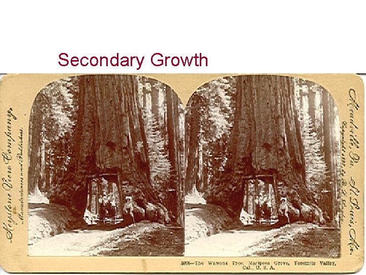 Secondary Growth 