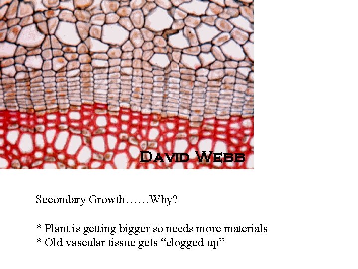 Secondary Growth……Why? * Plant is getting bigger so needs more materials * Old vascular