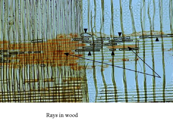 Rays in wood 