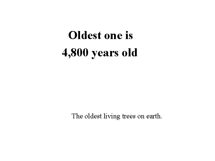 Oldest one is 4, 800 years old The oldest living trees on earth. 