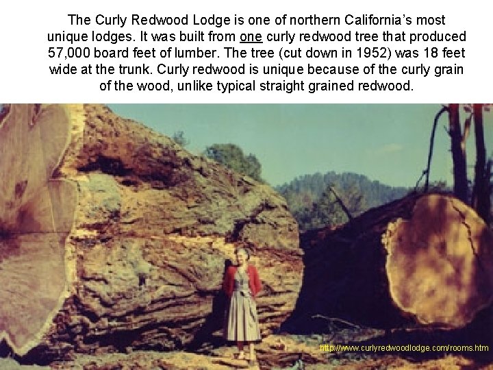 The Curly Redwood Lodge is one of northern California’s most unique lodges. It was