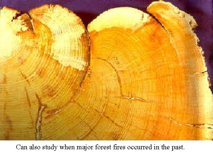 Can also study when major forest fires occurred in the past. 