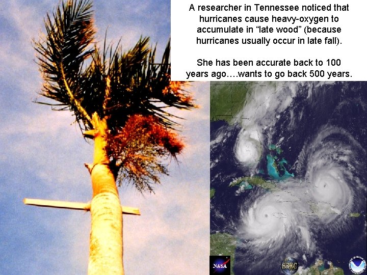 A researcher in Tennessee noticed that hurricanes cause heavy-oxygen to accumulate in “late wood”