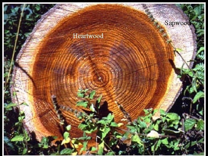 Sapwood Heartwood 