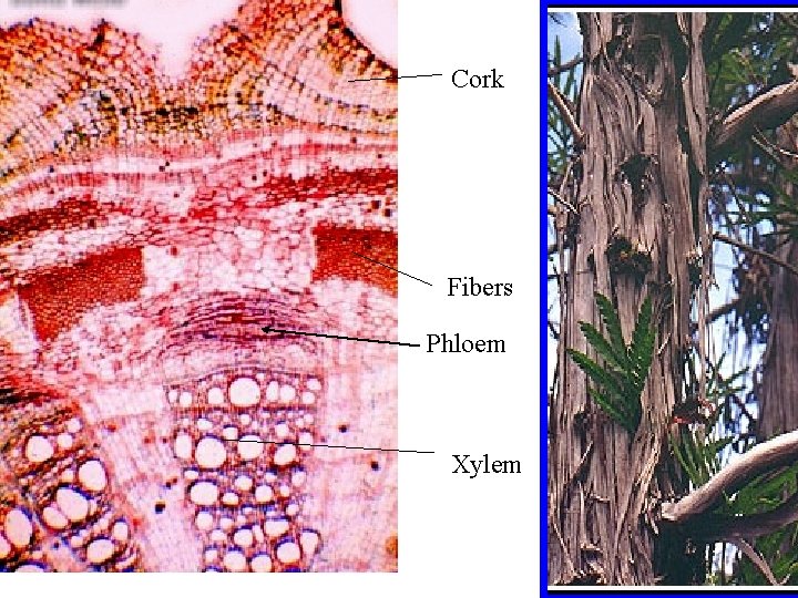 Cork Fibers Phloem Xylem 