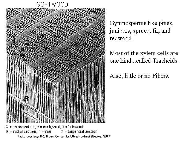 Gymnosperms like pines, junipers, spruce, fir, and redwood. Most of the xylem cells are