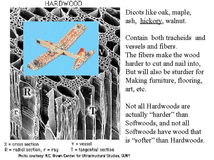 Dicots like oak, maple, ash, hickory, walnut. Contain both tracheids and vessels and fibers.