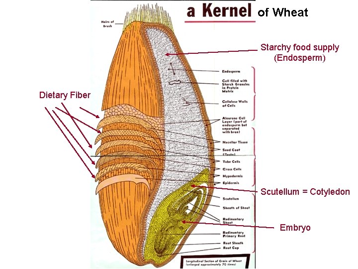 of Wheat Starchy food supply (Endosperm) Dietary Fiber Scutellum = Cotyledon Embryo 