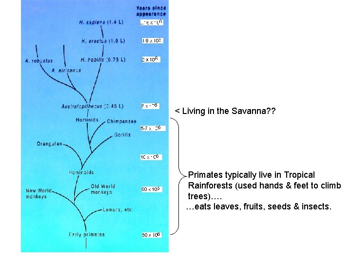 < Living in the Savanna? ? Primates typically live in Tropical Rainforests (used hands