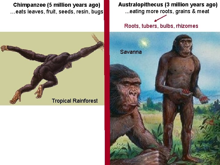 Chimpanzee (5 million years ago) …eats leaves, fruit, seeds, resin, bugs Australopithecus (3 million