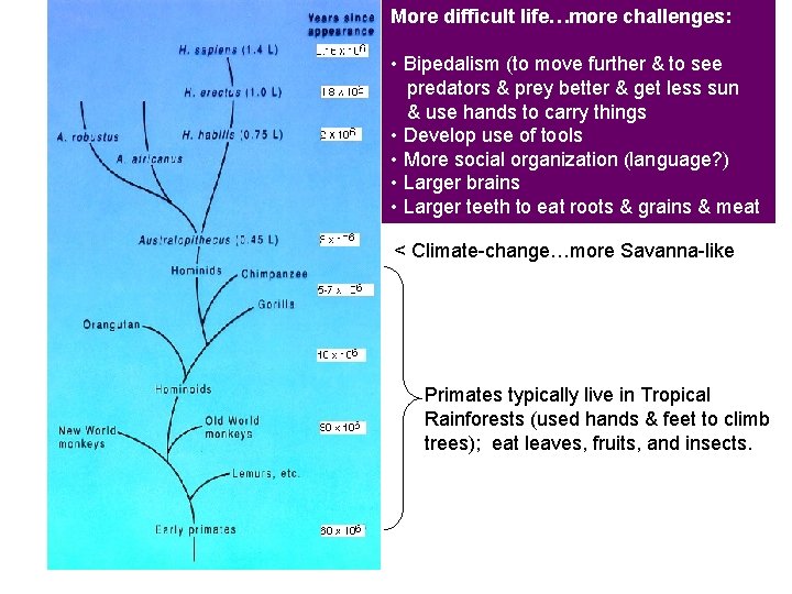 More difficult life…more challenges: • Bipedalism (to move further & to see predators &