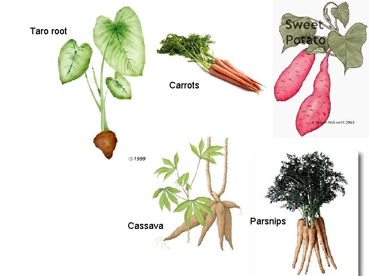 Taro root Carrots Cassava Parsnips 