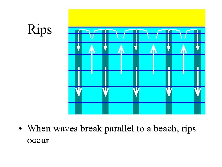 Rips • When waves break parallel to a beach, rips occur Rips • When waves break parallel to a beach, rips occur
