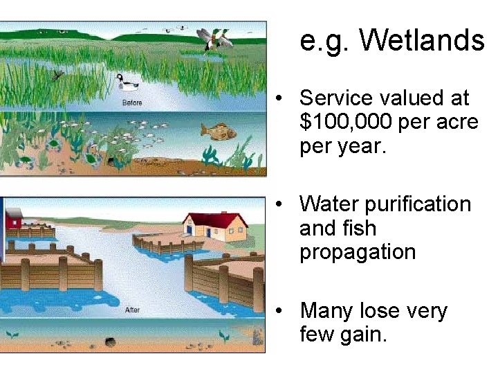 e. g. Wetlands • Service valued at $100, 000 per acre per year. •