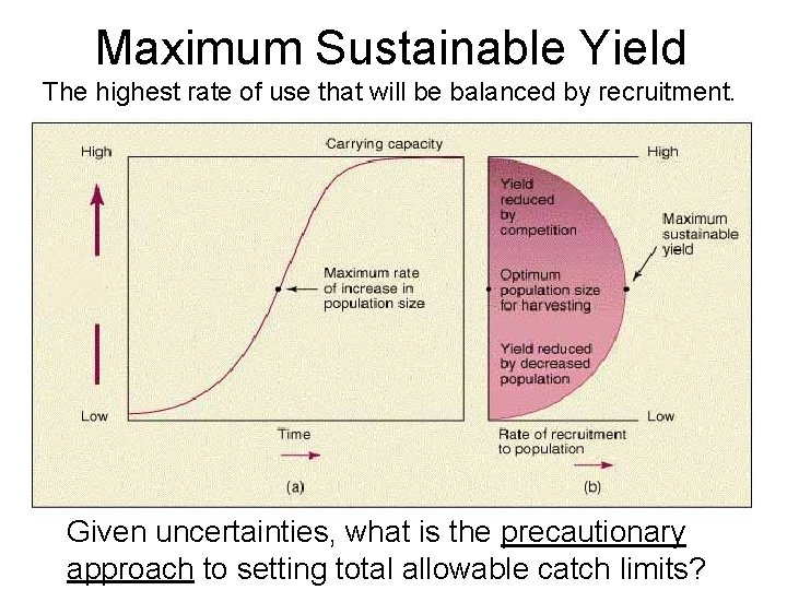 Maximum Sustainable Yield The highest rate of use that will be balanced by recruitment.