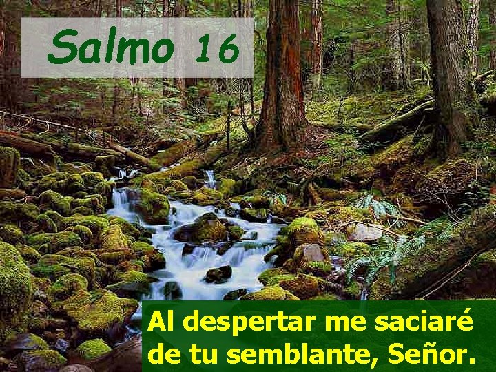 Salmo 16 Al despertar me saciaré de tu semblante, Señor. 