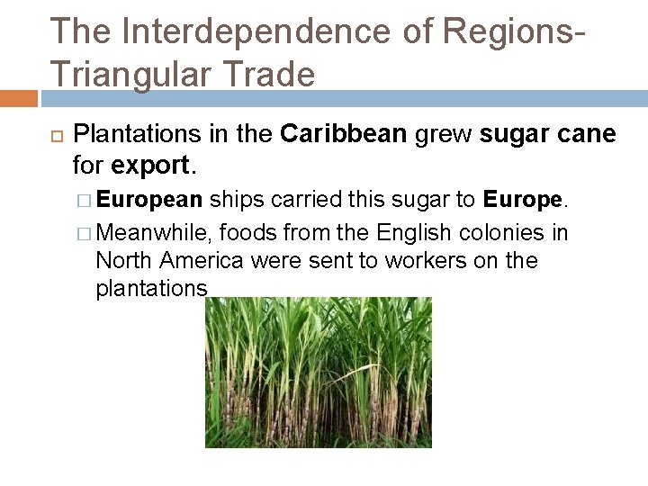 The Interdependence of Regions. Triangular Trade Plantations in the Caribbean grew sugar cane for The Interdependence of Regions. Triangular Trade Plantations in the Caribbean grew sugar cane for