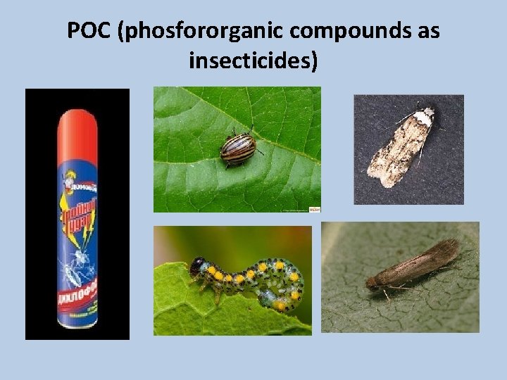 POC (phosfororganic compounds as insecticides) POC (phosfororganic compounds as insecticides)