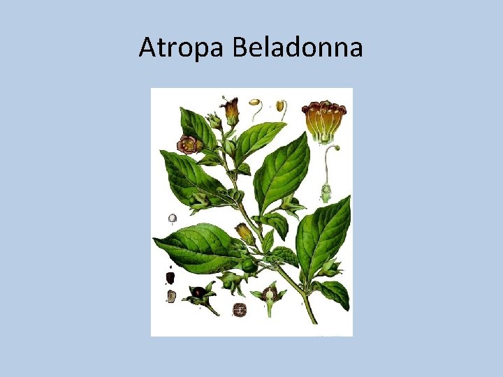 Atropa Beladonna Atropa Beladonna