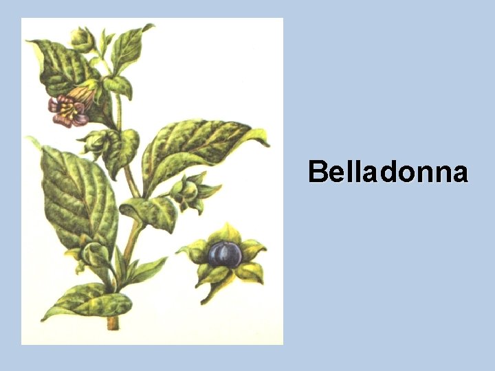 Belladonna Belladonna
