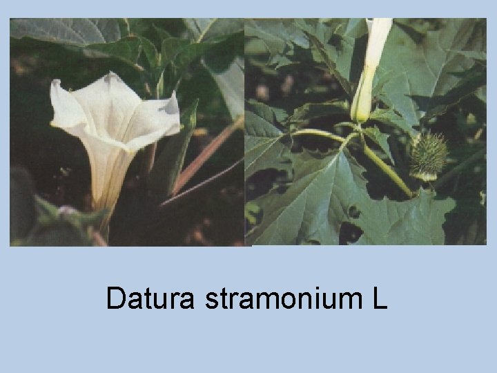 Datura stramonium L Datura stramonium L