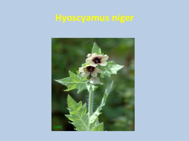 Hyoscyamus niger Hyoscyamus niger