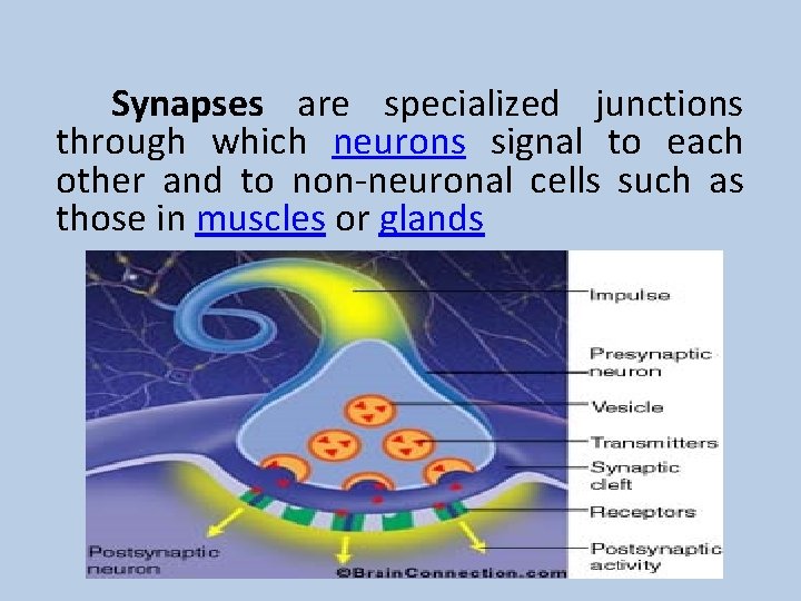 Synapses are specialized junctions through which neurons signal to each other and to non-neuronal Synapses are specialized junctions through which neurons signal to each other and to non-neuronal