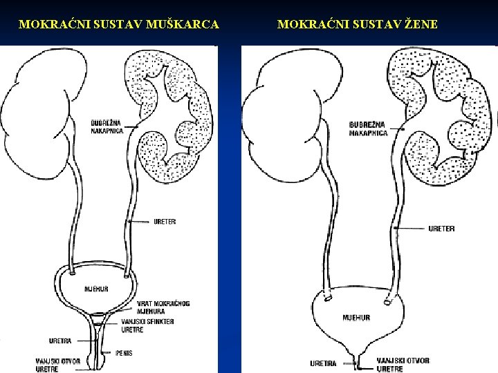 MOKRAĆNI SUSTAV MUŠKARCA MOKRAĆNI SUSTAV ŽENE 