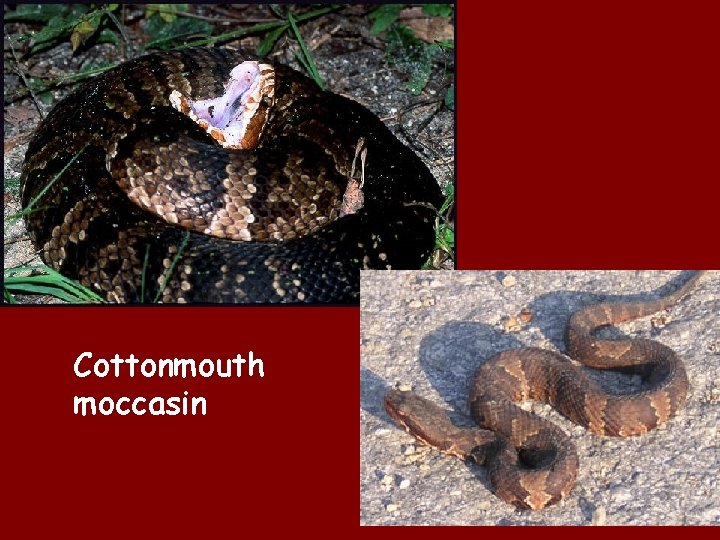 Cottonmouth moccasin 