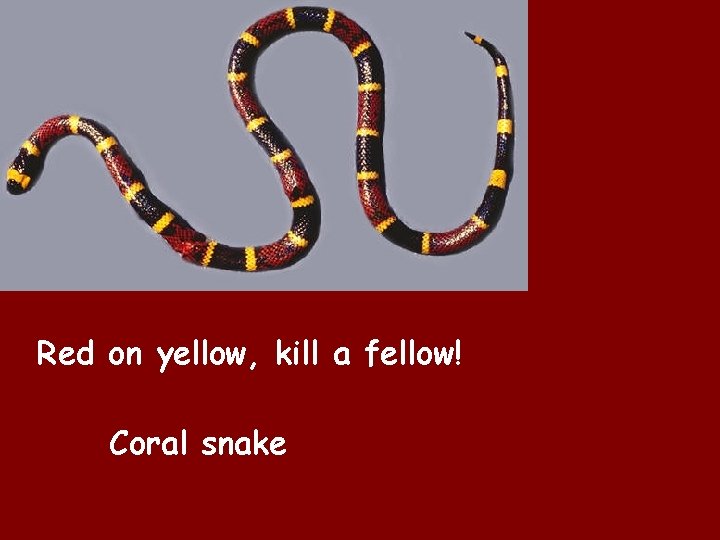 Red on yellow, kill a fellow! Coral snake 