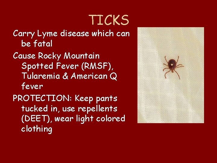 TICKS Carry Lyme disease which can be fatal Cause Rocky Mountain Spotted Fever (RMSF),