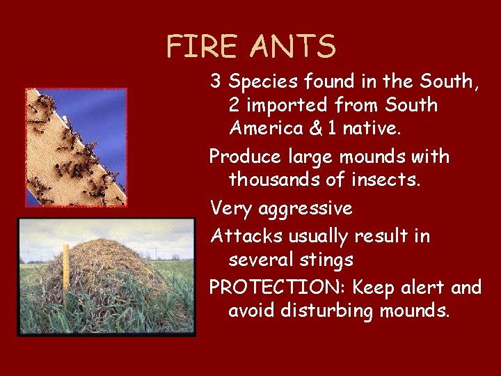 FIRE ANTS 3 Species found in the South, 2 imported from South America &