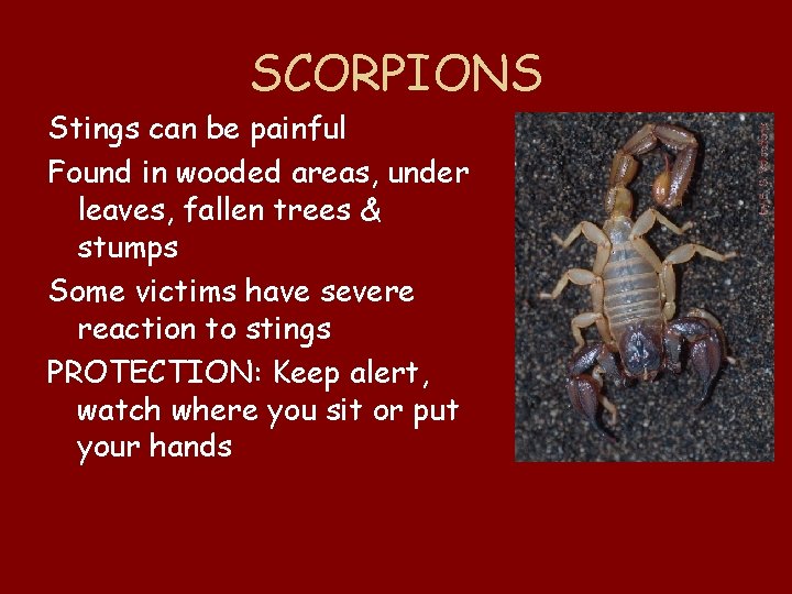 SCORPIONS Stings can be painful Found in wooded areas, under leaves, fallen trees &