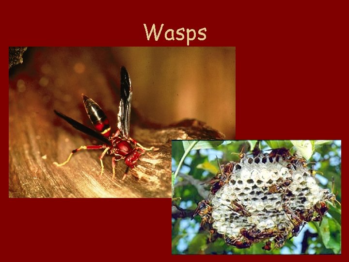 Wasps 