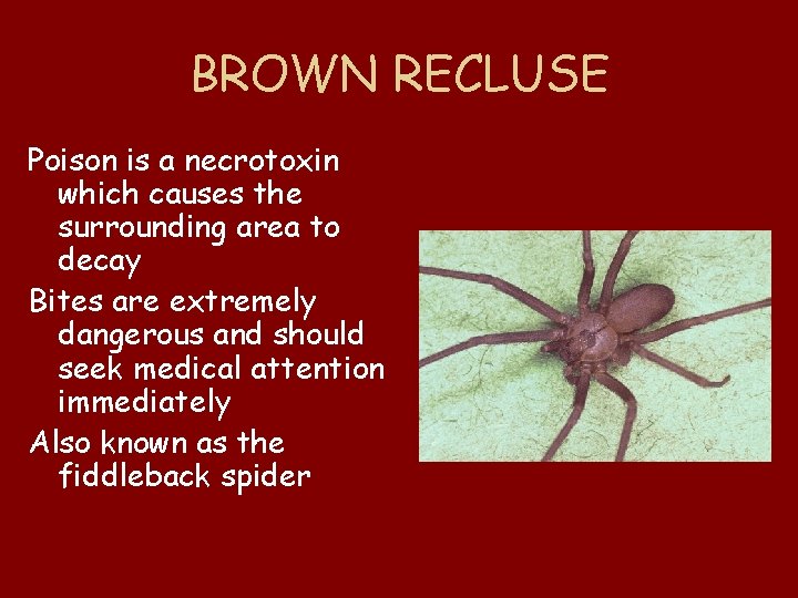 BROWN RECLUSE Poison is a necrotoxin which causes the surrounding area to decay Bites