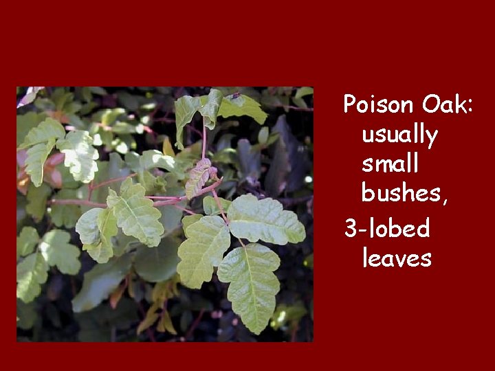 Poison Oak: usually small bushes, 3 -lobed leaves 