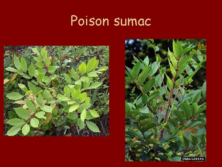 Poison sumac 
