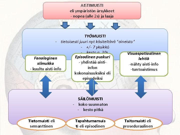 AISTIMUISTI eli ympäristön ärsykkeet - nopea (alle 2 s) ja laaja TYÖMUISTI - tietoisesti