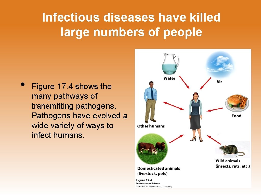 Infectious diseases have killed large numbers of people • Figure 17. 4 shows the