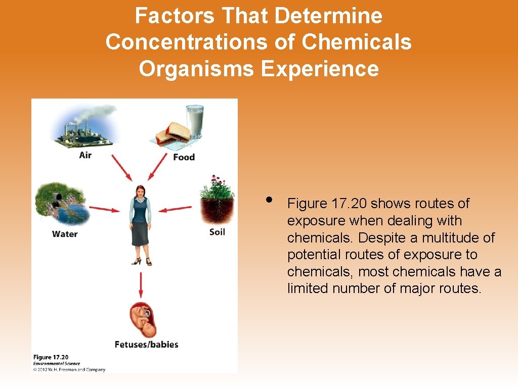 Factors That Determine Concentrations of Chemicals Organisms Experience • Figure 17. 20 shows routes