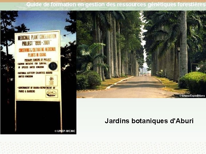 Guide de formation en gestion des ressources génétiques forestières Jardins botaniques d'Aburi 