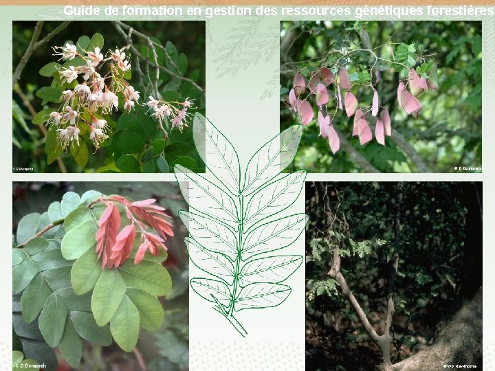 Guide de formation en gestion des ressources génétiques forestières © D Dompreh © WD