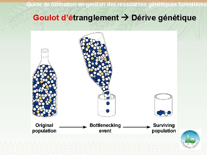 Guide de formation en gestion des ressources génétiques forestières Goulot d’étranglement Dérive génétique 