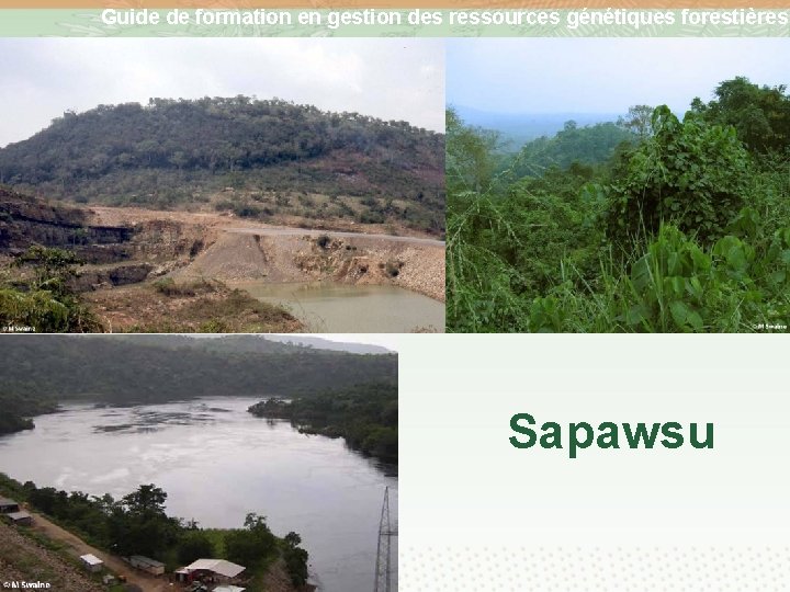 Guide de formation en gestion des ressources génétiques forestières Sapawsu 