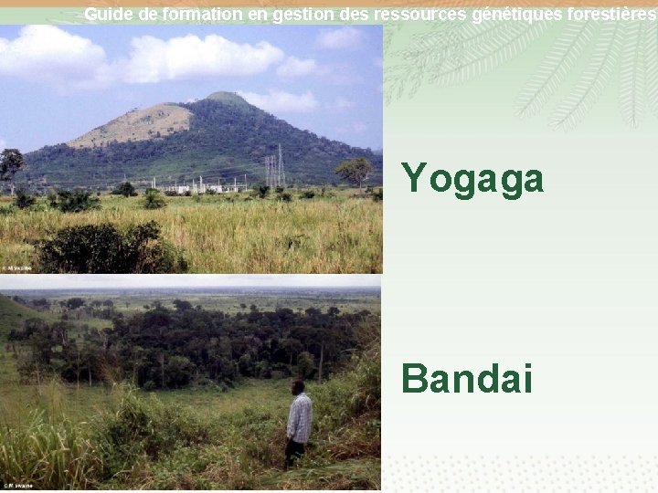Guide de formation en gestion des ressources génétiques forestières Yogaga Bandai 