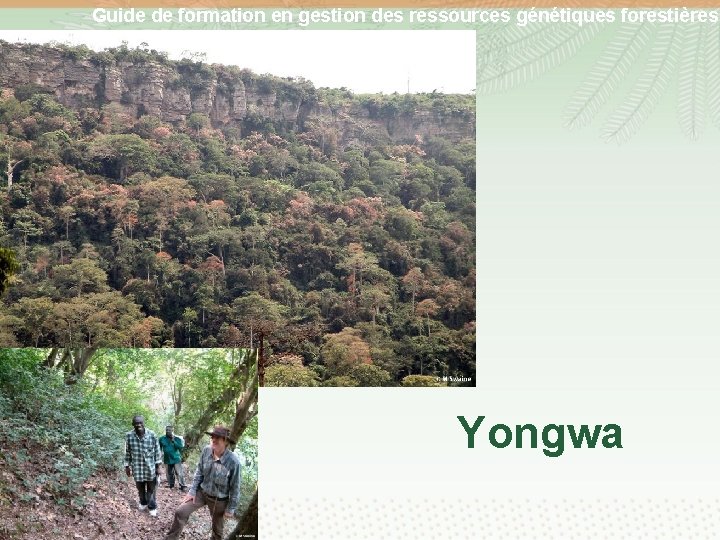 Guide de formation en gestion des ressources génétiques forestières Yongwa 